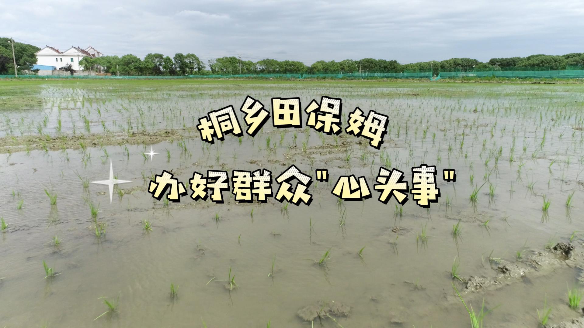 從靠天吃飯到數(shù)字化種田，浙江森特打造桐鄉(xiāng)“田保姆”，小應(yīng)用辦好群眾“心頭事”，解放農(nóng)民雙手讓種田更輕松！